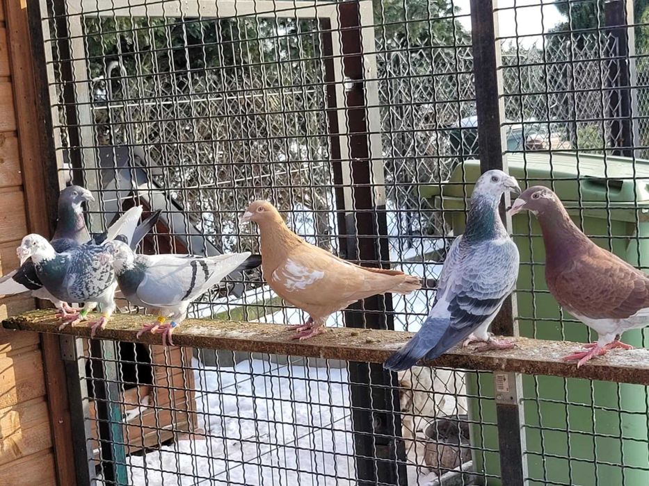 Gołębie staropolskie