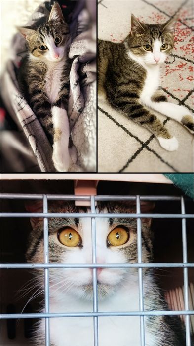 Postrzelony z wiatrówki Maniuś szuka dobrego domu