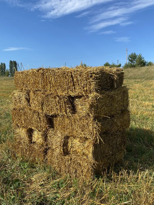 Свіжоскошена солома (овес)