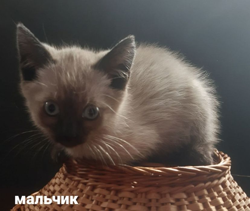 Віддаю кошенят, в добрі руки.