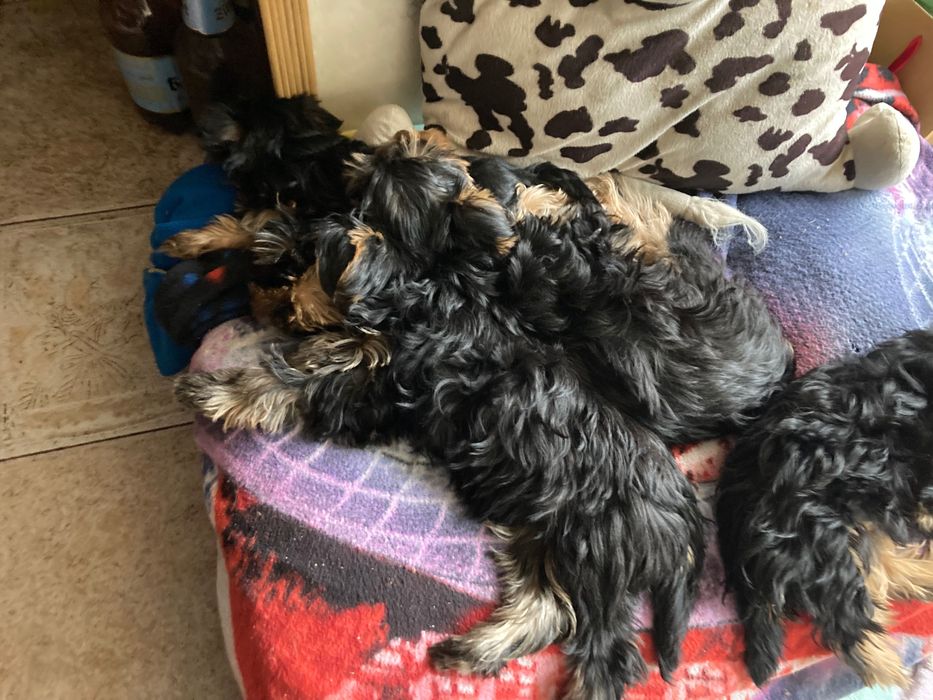 Смешные и озорные хулиганы