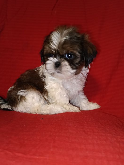 Piesek    Shih TZU