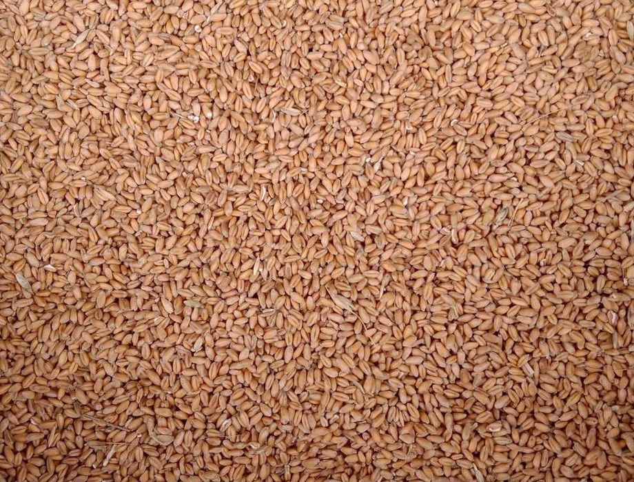 Продаю  пшеницю.