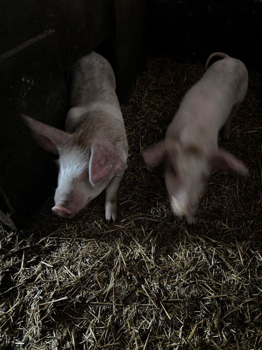 Поросята 1,5 місяці