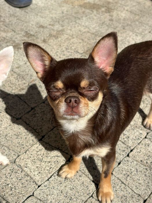 Chihuahua piesek długowłosy