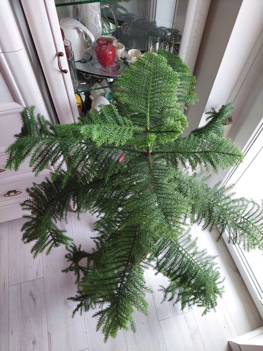 Aukaria drzewko świąteczne