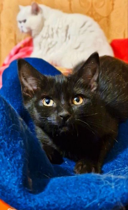 Харьков ! Отдаётся кошечка ответственным хозяевам