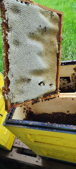 PYŁEK Naturalny ―Miód ―Pasieka PRADAWNA® 1957― Pyłek PSZCZELI―KWIATOWY