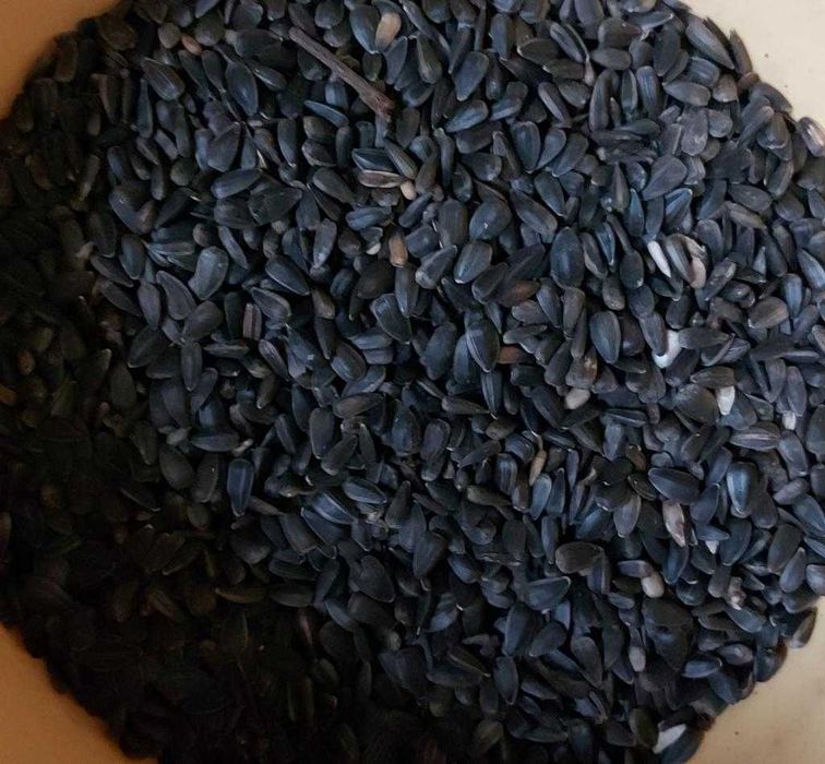 Słonecznik niełuskany czarny worek 25 kg karma dla ptaków zima