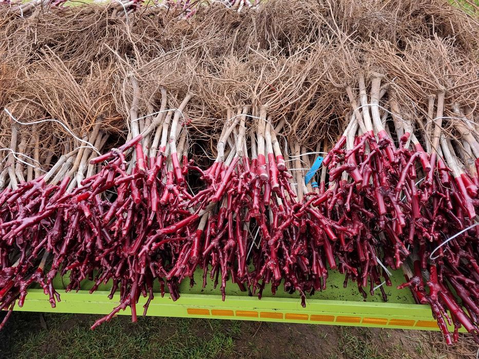 Sadzonki winorośli przerobowych