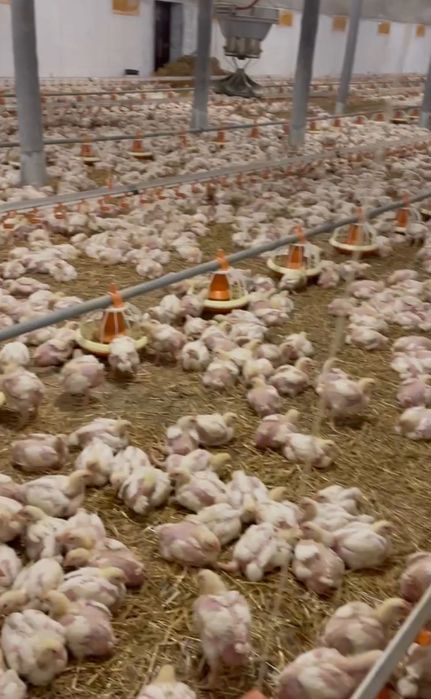 Бройлер підрощений 2-х 3-х тижневий