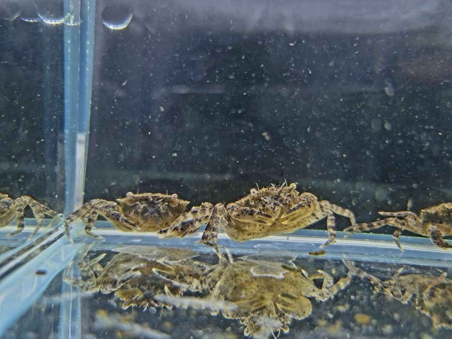 Krab Mekhong akwariowy krab wodny