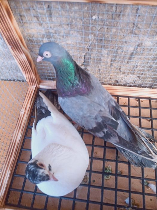 Para gołębi zamojskich