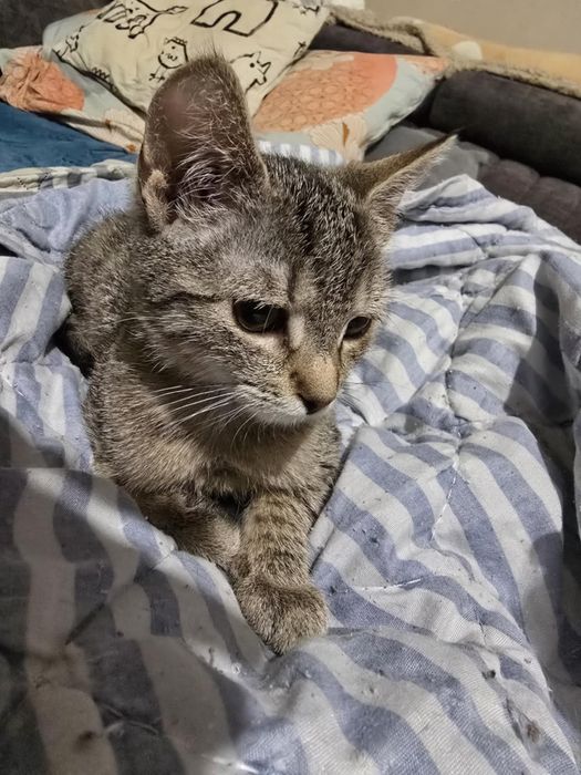 Urocza koteczka szuka swojego miejsca na ziemi - do adopcji