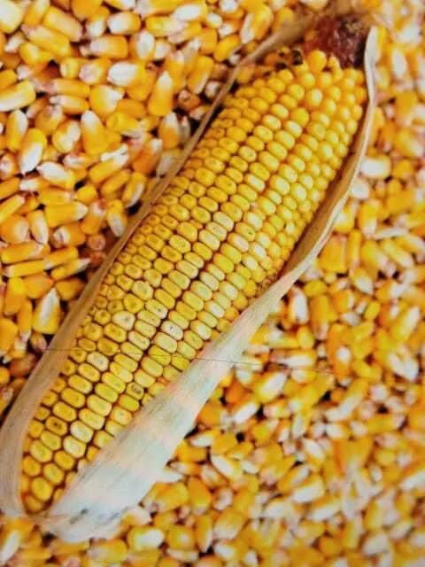 Продам кукурудзу