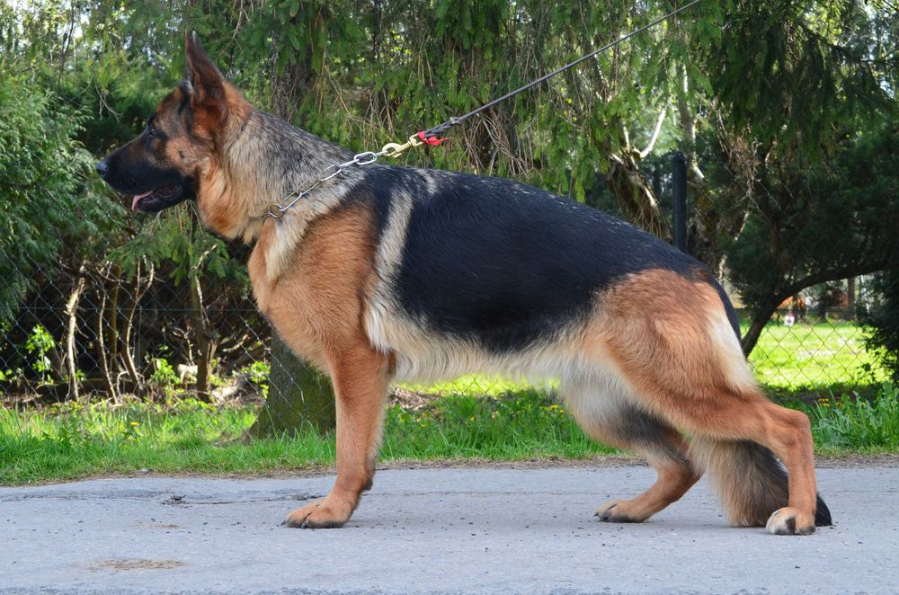 Owczarek Niemiecki Krótkowłosy SPRZEDAŻ!