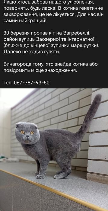 Котики та кошенята шукають родину