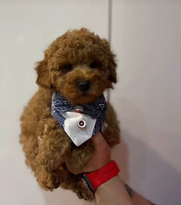 Малюк красавчік . той пудель