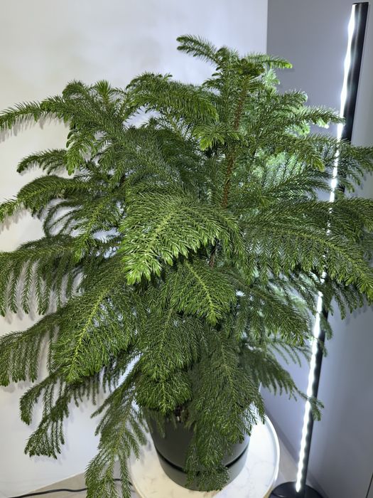 Пухнаста Араукарія Кімнатна Ялинка
