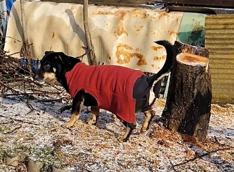Найдена собака на Космосе примерно осенью.