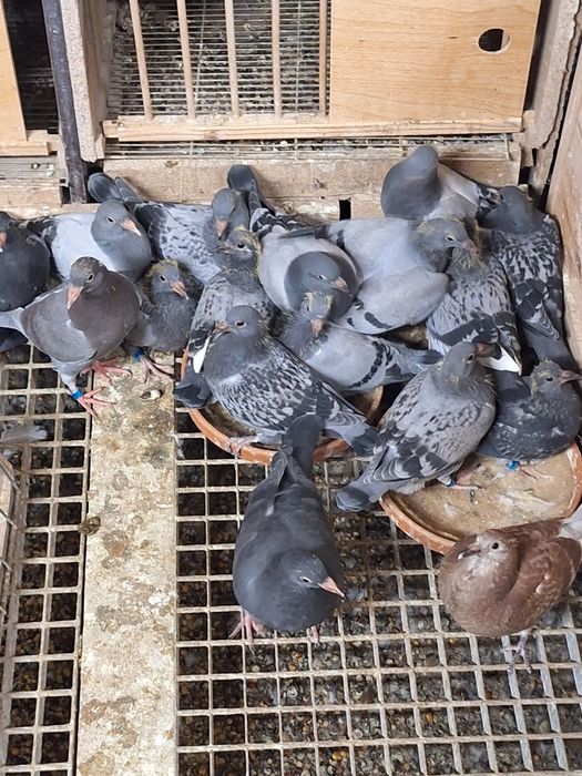 Gołębie Pocztowe młode 2026r z kartami własności.