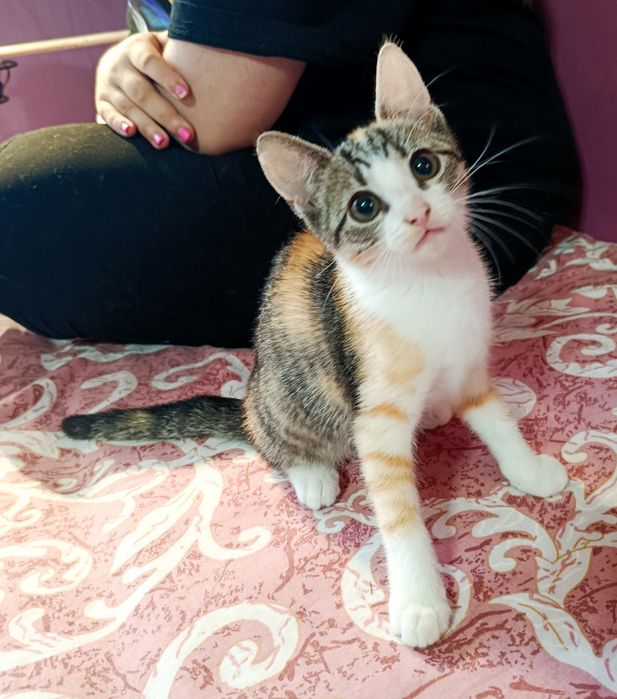 Kotka Figa  szuka chaty ! Do adopcji
