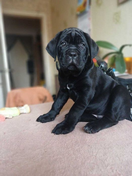 Цуценята кане корсо