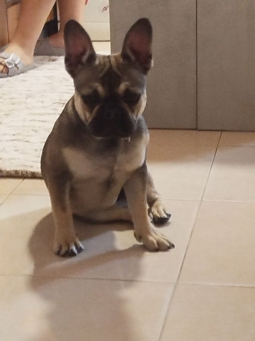 Buldogue francês