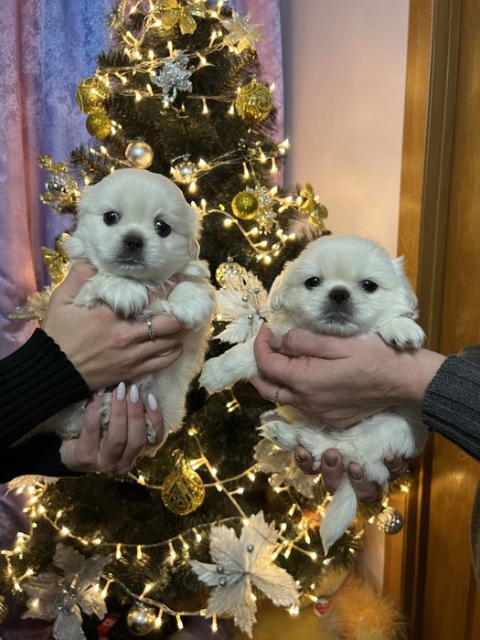 Цуценята пекінеса