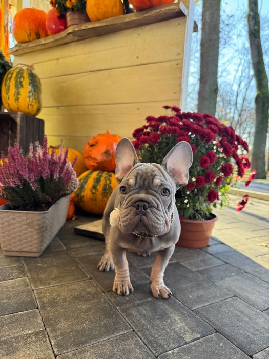Buldog Francuski dziewczynka Lilac tan