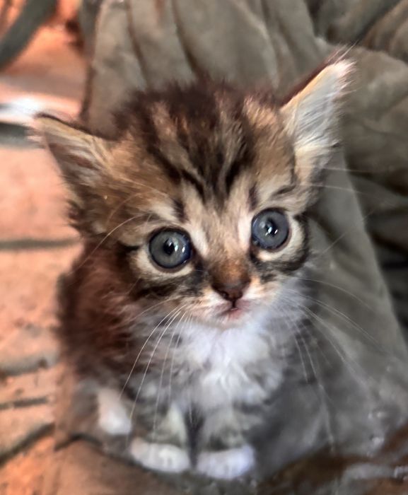 Віддам котиків в добрі руки