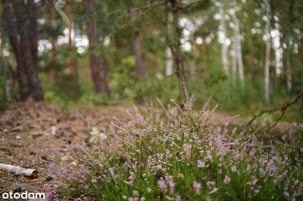Działka budowlana na Wydmach  2221 m2 - bez prowizji