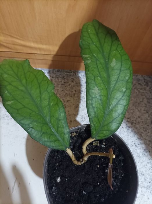 У продажу хойя Германі