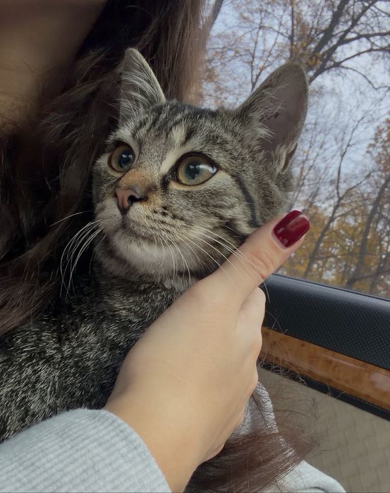 Котик 7 місяців, дуже лагідний