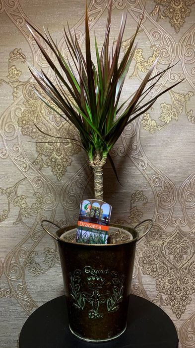 Драцена Маргината (magenta)