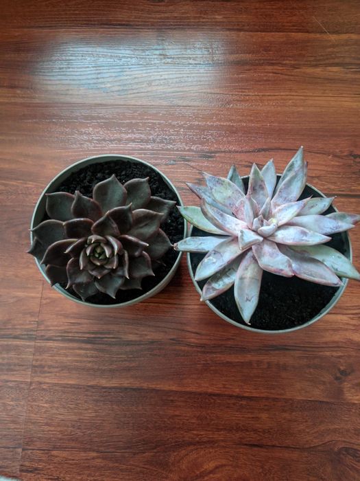 Монвіллея,спатифілум, ехеверії,сукуленти