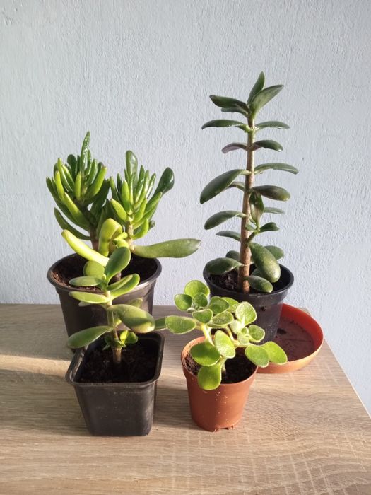 Drzewka szczęścia zestaw 4 szt