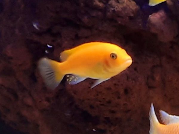 Pyszczak pyszczaki red red malawi dorosłe