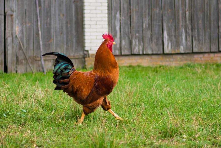 Kurki nioski, kury 6 tyg. odchowane, szczepione, dowóz Ferma Drozd