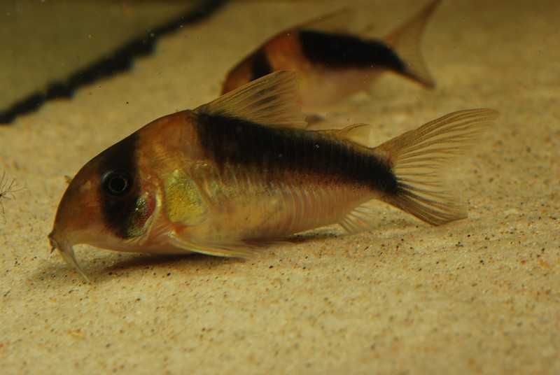 Kiryski CW106 Corydoras sp. 5-5,5cm WF odłów