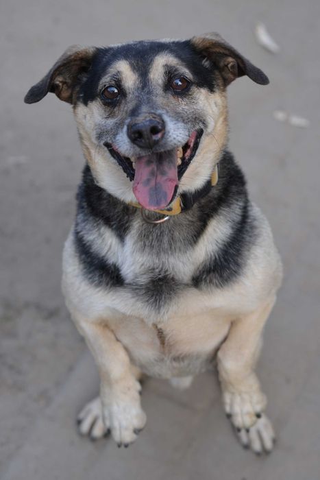 Reksio - senior z Młodzieńczą Duszą!