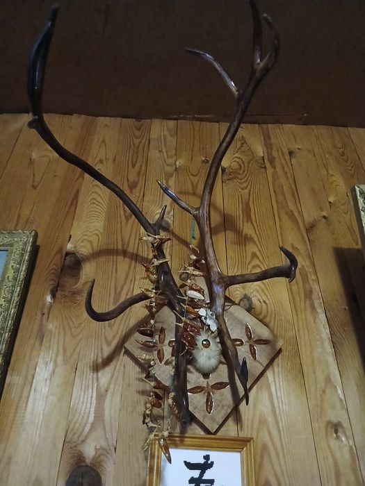 Роги якутського оленя