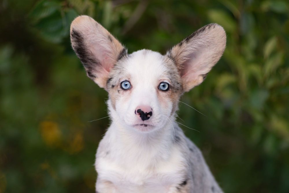 Welsh Corgi Cardigan marmurkowy – niebieskie oczy