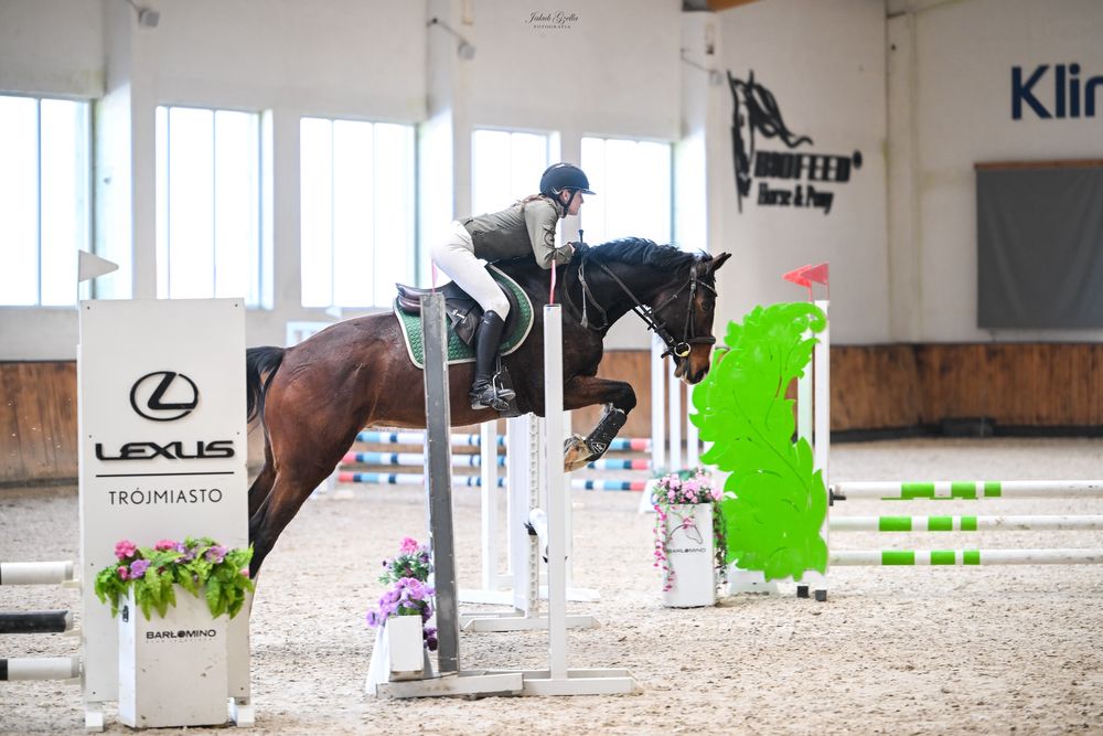 wałach Zangersheide po Casallco