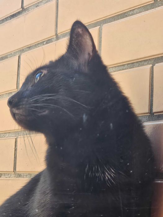 Gata de rua a precisar de um lar.