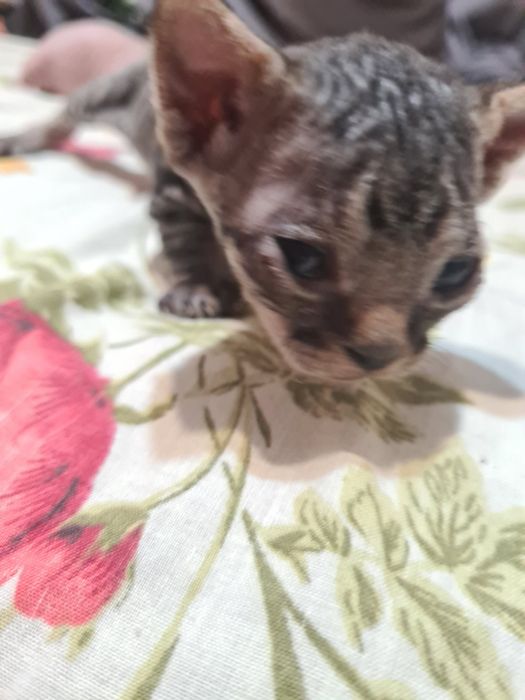 Котята девон-рекс бронирование