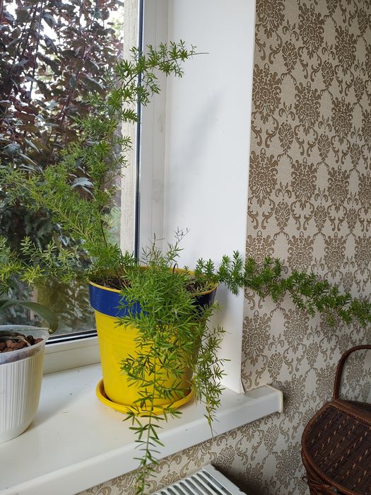 Аспарагус (взрослое растение)+подарок жасмин самбак