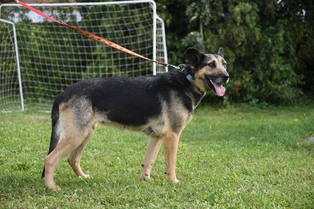 Korba - suczka w typie owczarka szuka domu