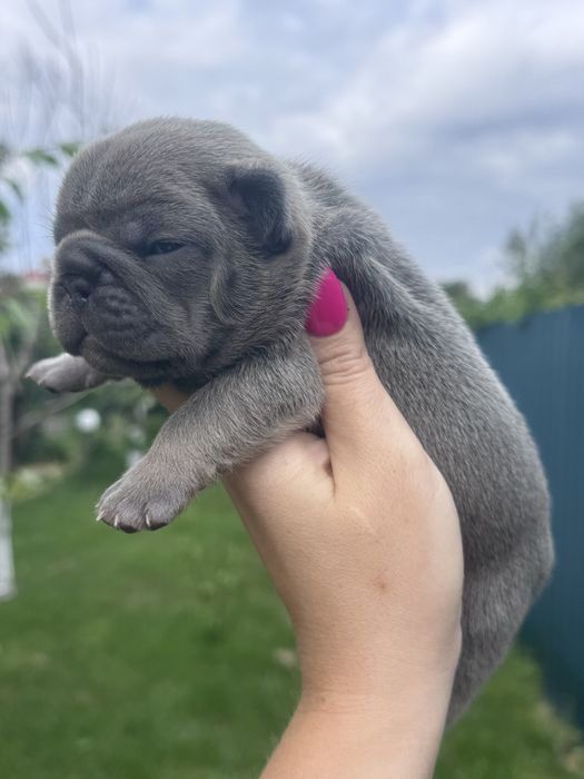 Чарівні хлопчики та дівчатка французькі бульдоги.Розплідник!Доставка