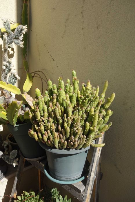 Plantas decoração - cactos